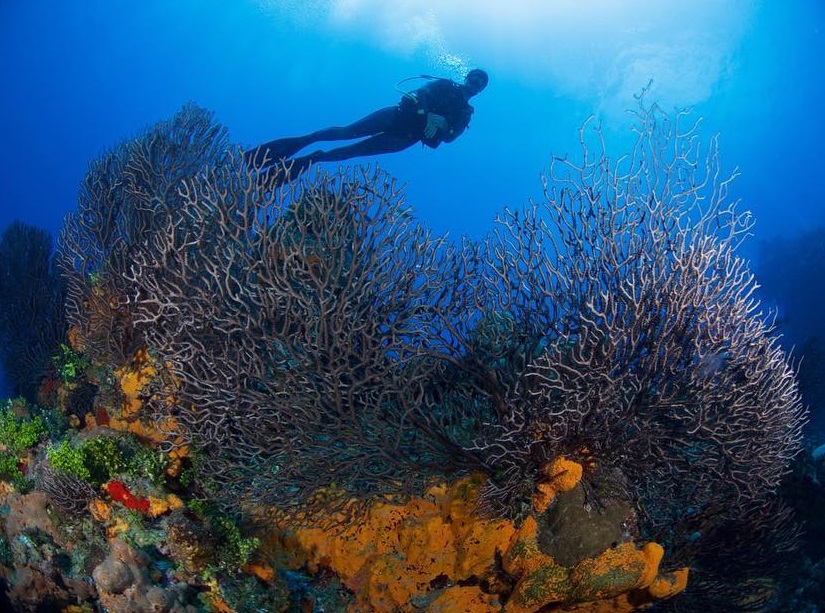 Scuba Diving in Bay of Pigs