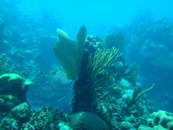 Diving Ancon Beach