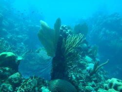 Diving in Ancon Beach (Trinidad Cuba)