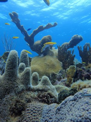 Diving-in-Puerto-Escondido-Havana-300x400.jpg