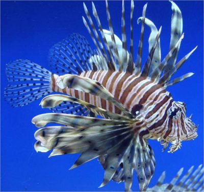 Lion Fish